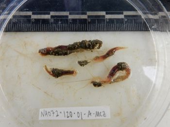 Media type: image;   Invertebrate Zoology 137790